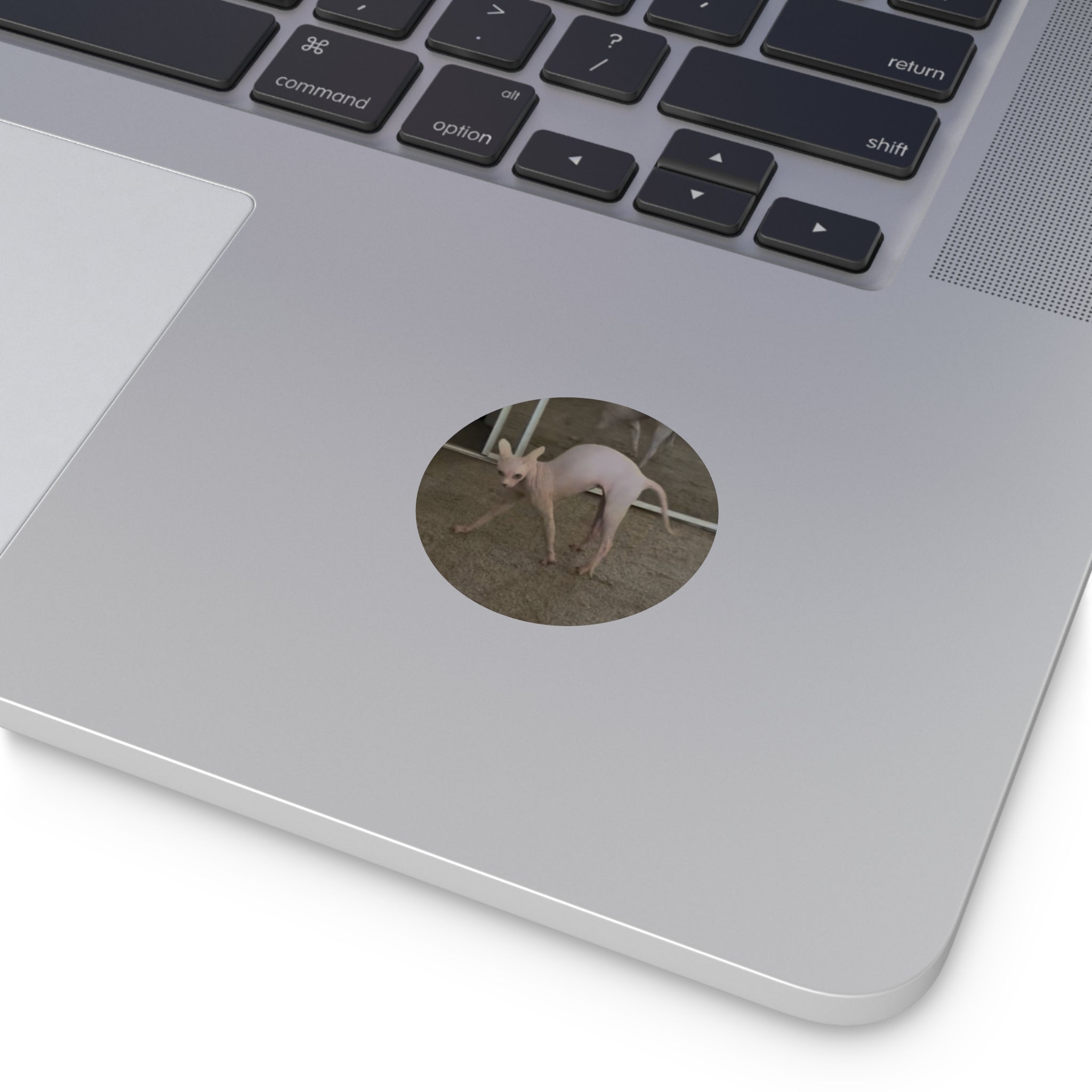 Spicy Gemini sticker