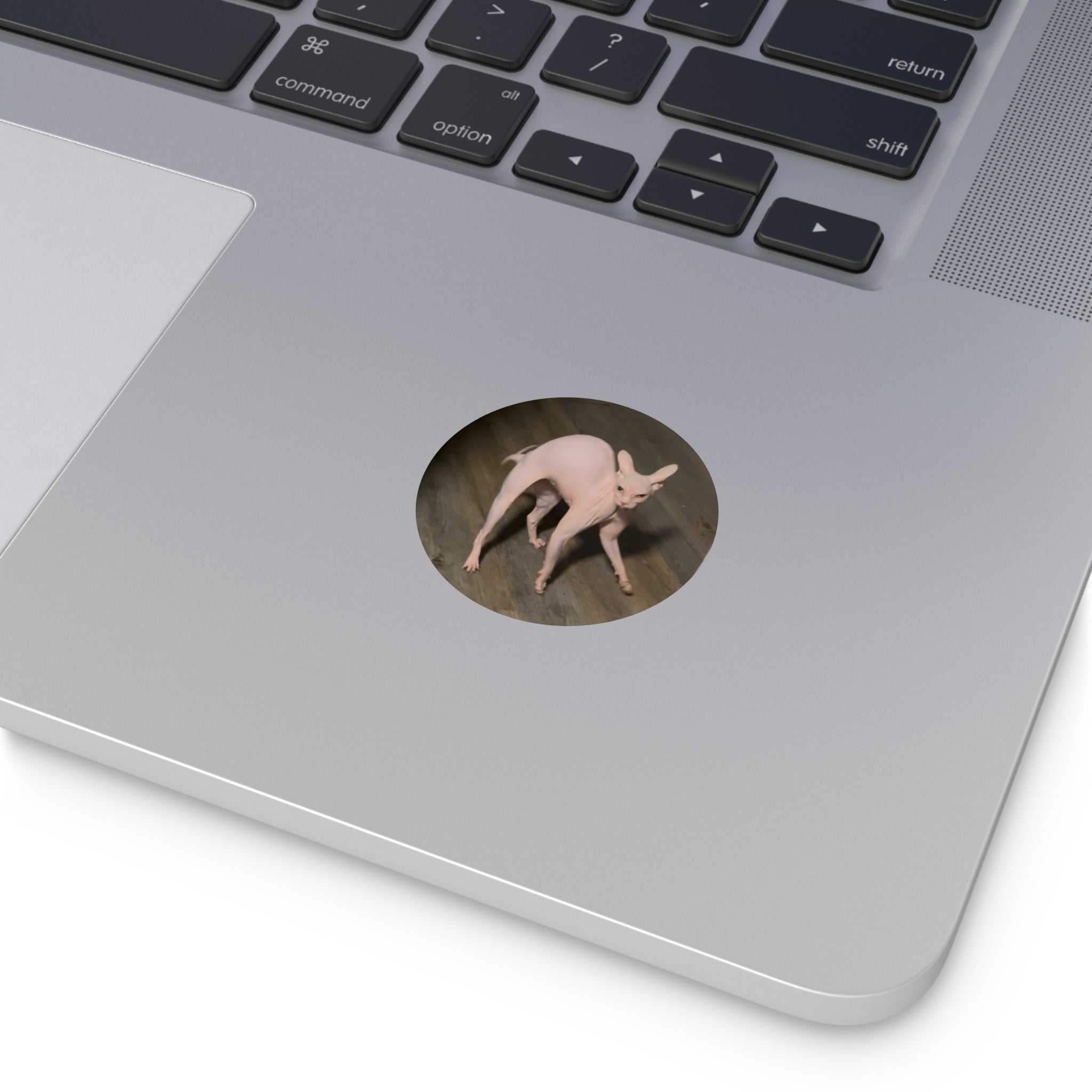 Meowzer! Sticker